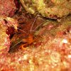 Crustaces Crevette Cavernicole Jaune